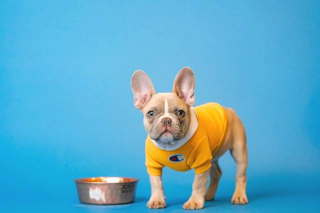 Dog Feeding Bowls