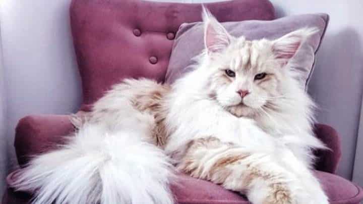 Maine Coon