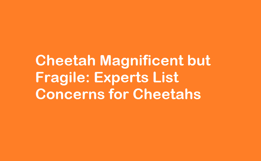 Cheetah Magnificent but Fragile - Experts List Concerns for Cheetahs
